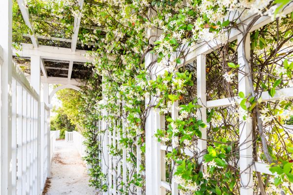 Trellis Repair in Strongsville