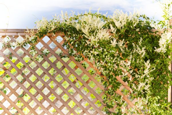 Lattice Repair in Strongsville