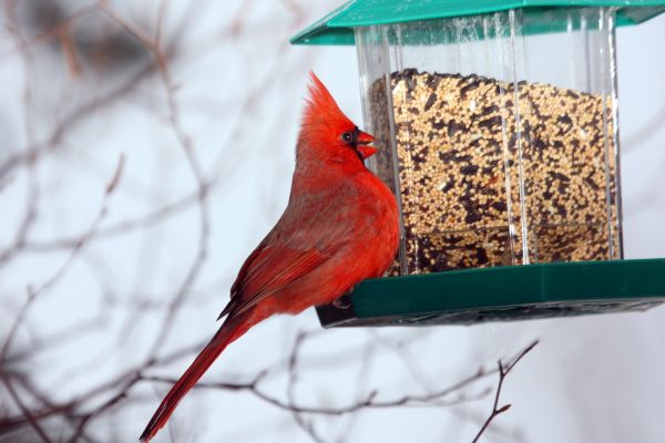 Bird Feeder Hanging in Strongsville